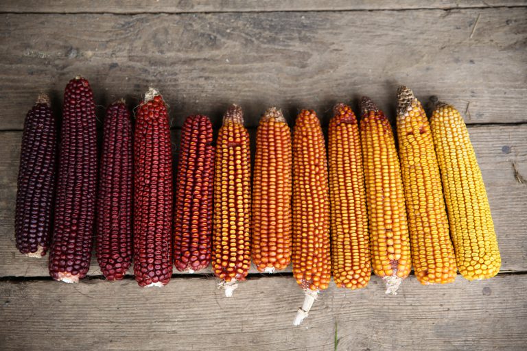 Organic Open Pollinated Corn Venture Heritage Farm