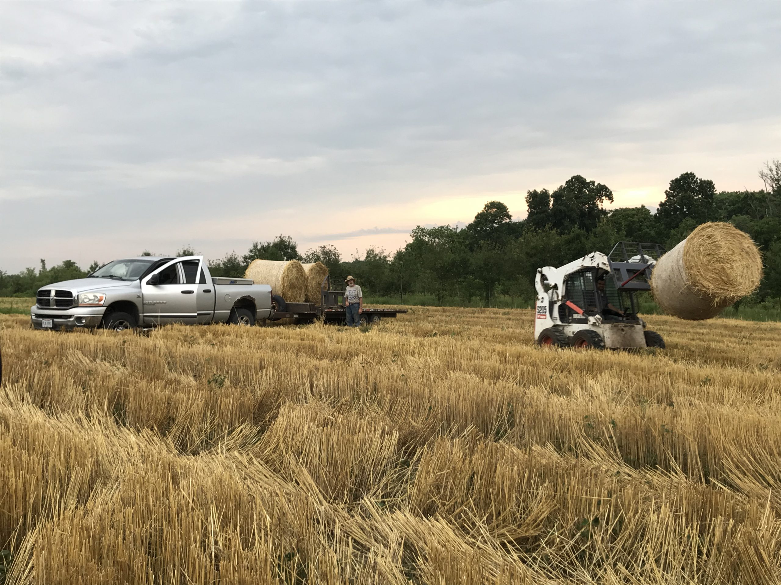 Organic 1st Cut Hay Square Bales